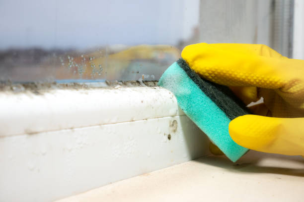 Reliable Monterey, CA Mold Removal Solutions